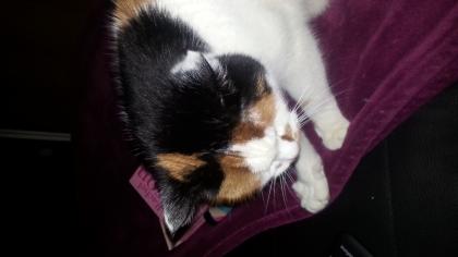 Biete liebevolle Katzenbetreuung