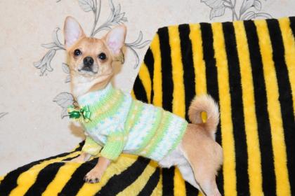 Reinrassige Chihuahua