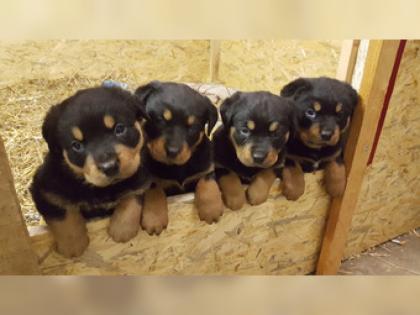 Wir haben prächtige, helle Rottweiler Welpen aus einer Top-Paarung