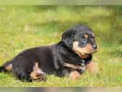 Rottweiler Welpe Billy