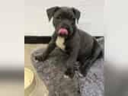 American Pit Bull Terrier