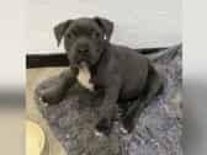 Süße reinrassige pitbull welpen