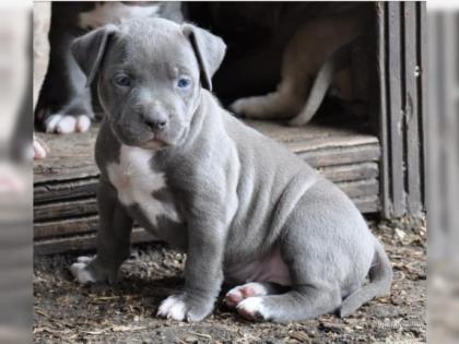 Reinrassige American Pit Bull Welpen