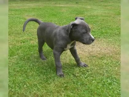 American Pit Bull Terrier Welpen zu verkaufen