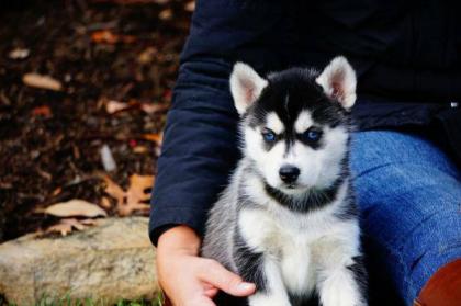 Siberian Husky mit ersten Einstellungen sehr verspielt