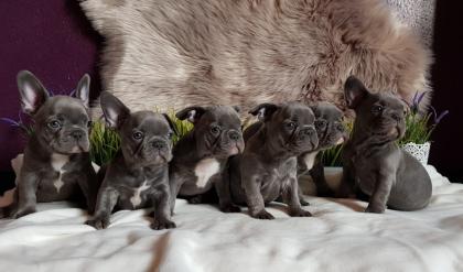Französische Bulldogge Welpe Rüde sucht schönes Zuhaua