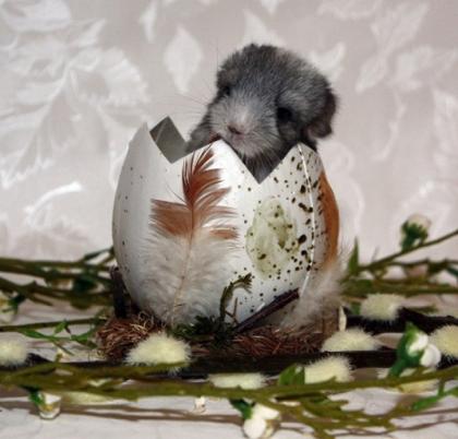 Chinchillas - viele Jungtiere suchen Osternesterl