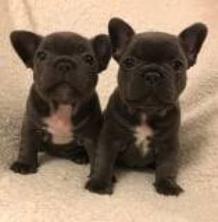 Französische Bulldogge/ French Bulldog