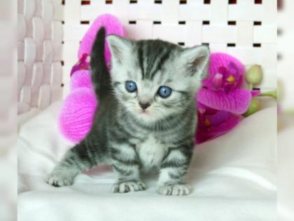 Britisch Kurzhaar Kitten mit Stammbaum