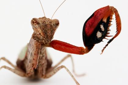 Gottesanbeterinnen Boxermantis Blütenmantis Paare Larven