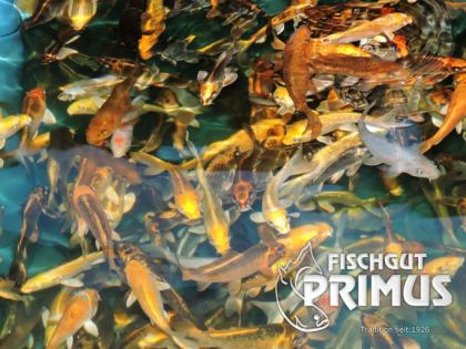 10 Koi - Happy Sunshine Paket - Größe 15-18 cm