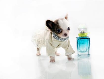Entzückende Teetasse Chihuahua für die Adoption