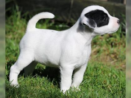 Jack Russel Terrier 11 Wochen alt