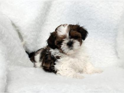 Verkaufe reinrassige Shih Tzu Welpen