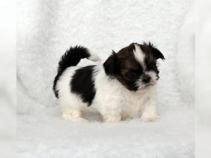 Zuckersüßer reinrassige Shih Tzu Welpen