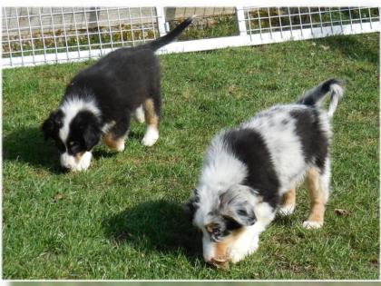 Australian Shepherd Welpen mit Papieren