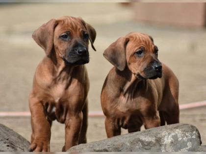Bezaubernde Rhodesian Ridgeback Babys