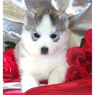 Siberian Husky Welpen Sibirische Huskywelpen