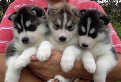 Siberian Husky Welpen