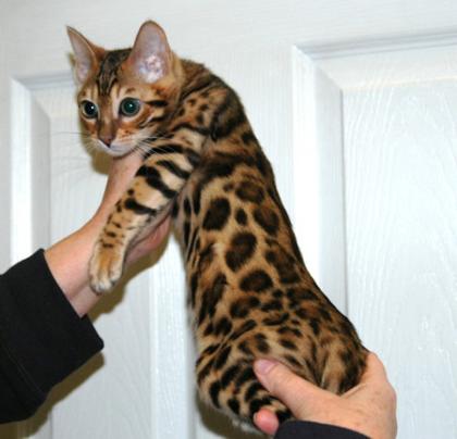 Reinrassige Bengal Kitten