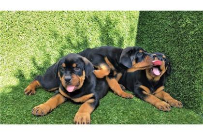 Rottweiler Welpen bereit, in neue Häuser zu gehen
