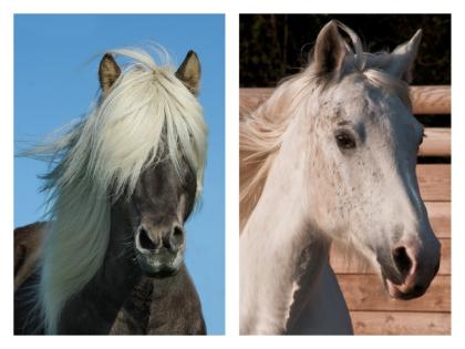 Tierkommunikation und CranioSacrale Körperarbeit für Pferde