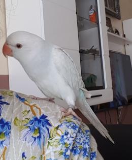 Papagei Dame in weiss/hellblau