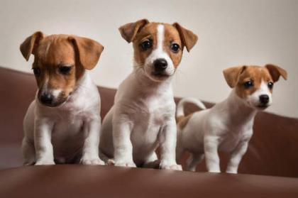 Jack Russell Terrier Welpen verfügbar für neues Zuhause.