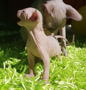 Canadian-sphynx Mädchen