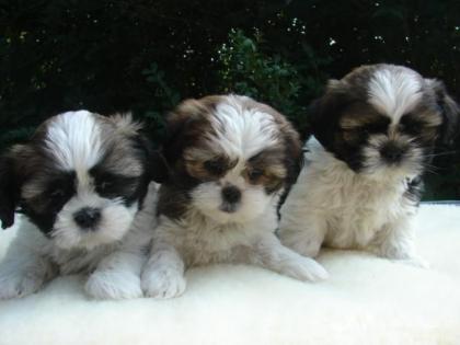 Shih Tzu Welpe Kinderlieb und mehrere farben