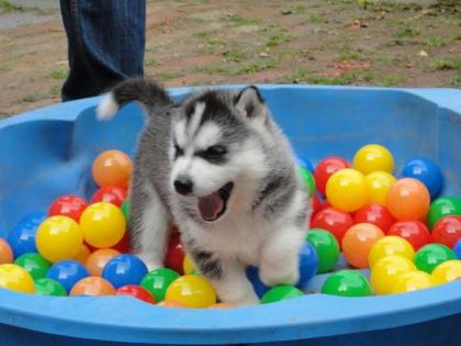 Super süße Husky Babys in seltener Farbe ab sofort abzugeben