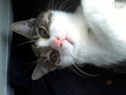 Operationkosten Kater Joshi nach Trümmerbruch