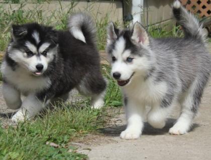 Bezaubernde Siberian Husky Welpen