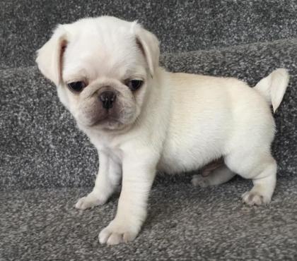 WUNDERSCHÖNE SPORTLICHE MOPS WELPEN Hunde Rassehunde Mops