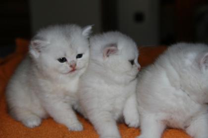 Wunderschöne BKH Kitten zu verkaufen