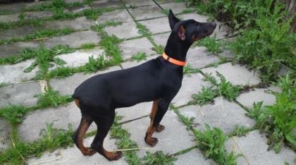 Liebe Dobermann Welpen, reinrassig, aus liebevoller Aufzucht mit Papiere