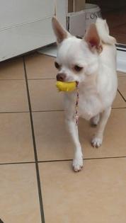 Liebevolle Zuckersüße Wunderschöne Reinrassige mini Chihuahua Welpen, 10 Wochen
