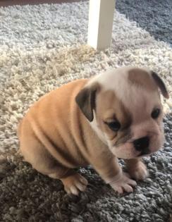 Englische Bulldogge - Welpen - aus liebevoller Familienaufzucht