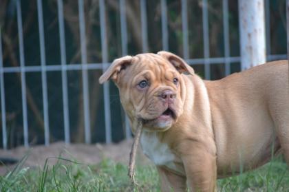New Englisch Bulldog