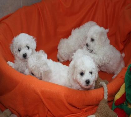 Wunderschöne Bichon Frise Welpen mit Papiere