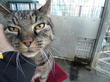Einsamer Schmusekater Fritz wieder im Tierheim