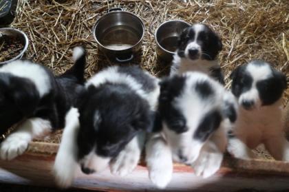 Hundewelpen