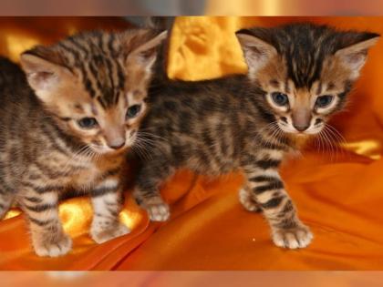 Reinrassige Bengal Kitten mit Stammbaum