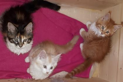 Maine Coon vom Gennachmoor