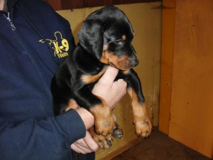 Wunderschöne Doberman Welpen mit Papieren
