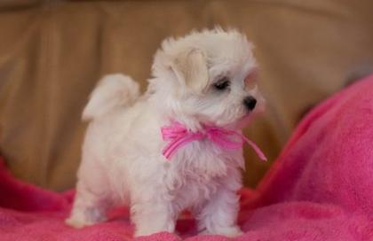 VERYY TINY TEACUP MALTESE WELPEN JETZT VERFÜGBAR