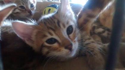 2 traumhafte TICA savannah Bengalen