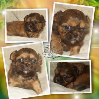 Shih Tzu Welpen mit Ahnentafel