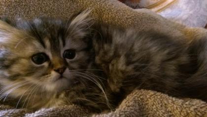 12 Wochen alter Perserkater, kerngesund, bildschön und freiatmend