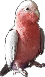 Vogel, Kakadu, Rosakakadu Eclophus roseicapillus in Hanau entflogen